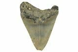 Bargain, Fossil Megalodon Tooth - Serrated Blade #296412-1